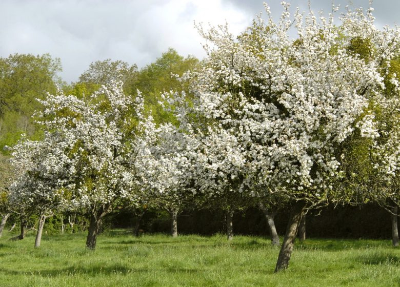 De romeinse weg