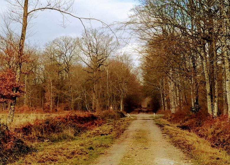 The forest massif