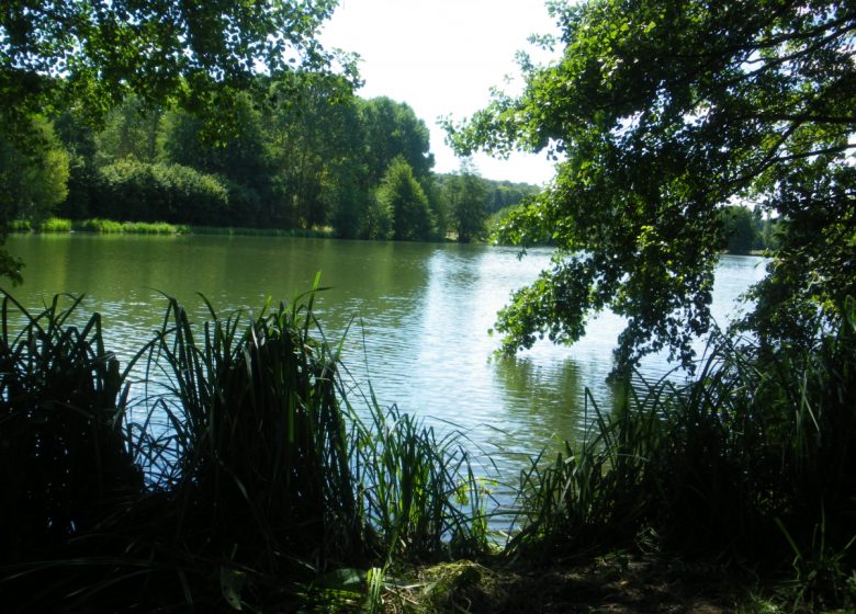 Gevoelig natuurgebied: Het wandelpad langs het water