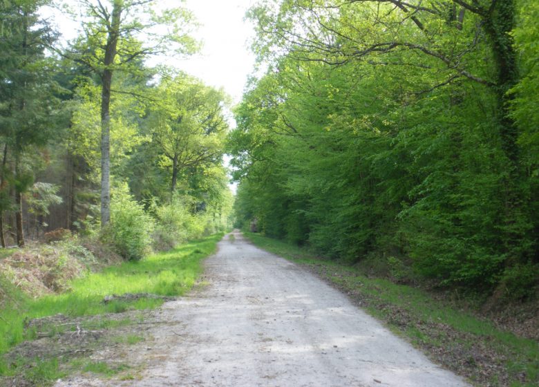 Le massif forestier