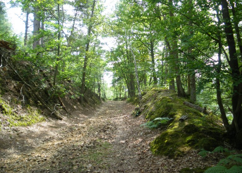 Les Bouviers