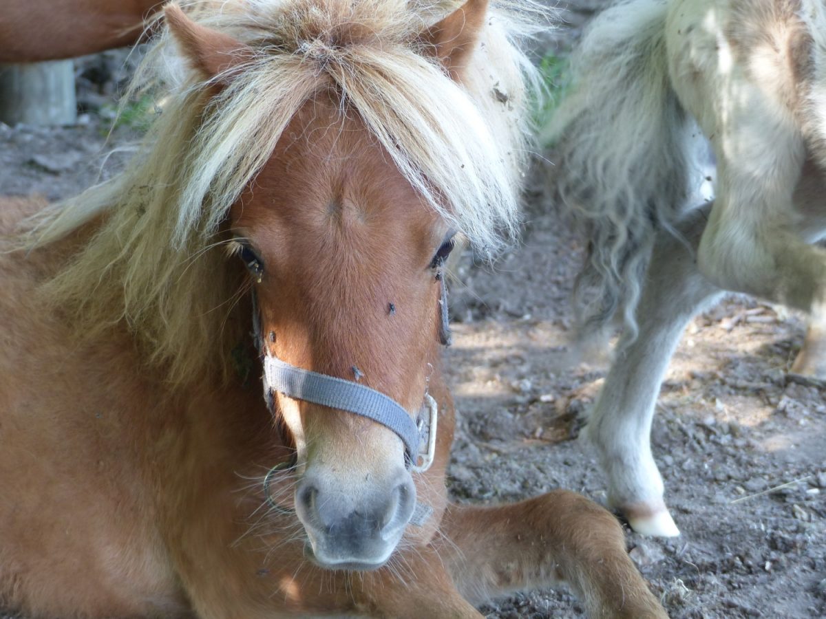 Matinée « câlins » avec des animaux nains - Normandie Sud Tourisme