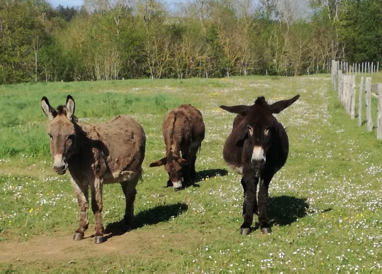 The Donkeys of Malengen