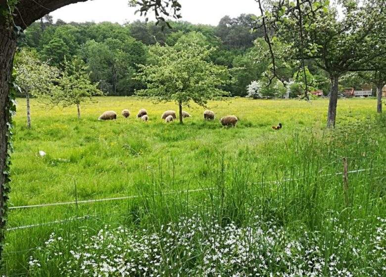 Iton Huisje met rieten dak