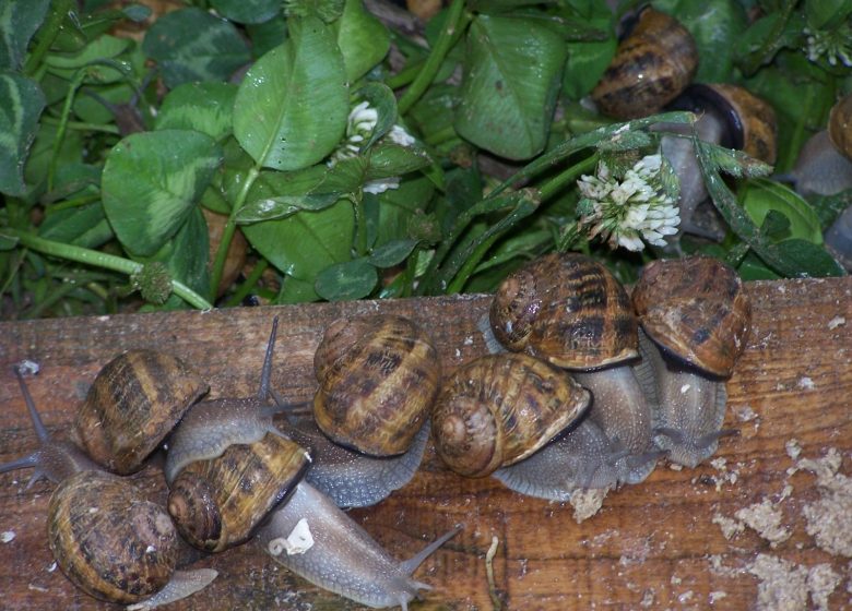 De Escargot des Marnières