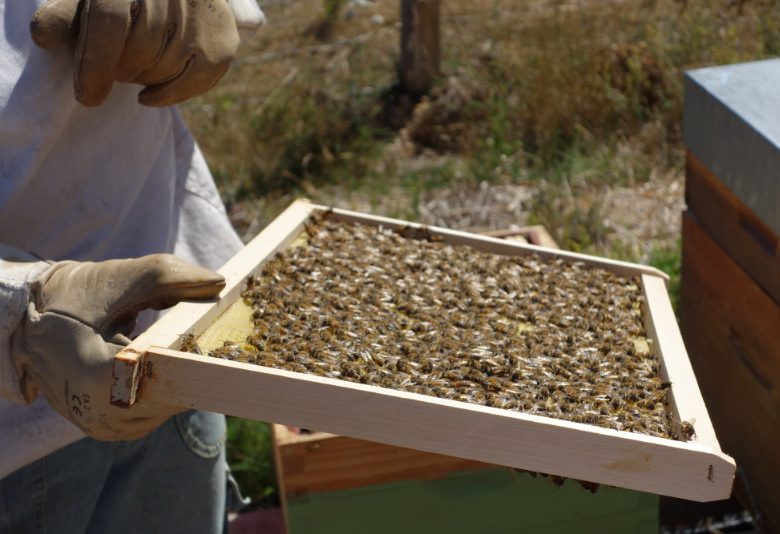 Pädagogisches Bienenhaus von Authieux